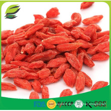 Ningxia Bio Goji Beere Lycium Samen für freie Probe getrocknete Goji Beere